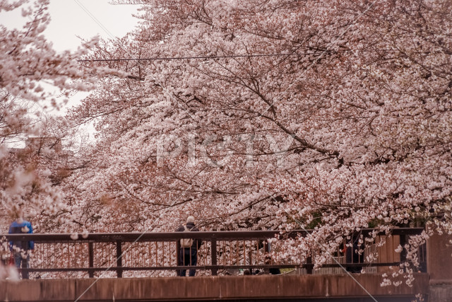 写真のタイトルが入ります
