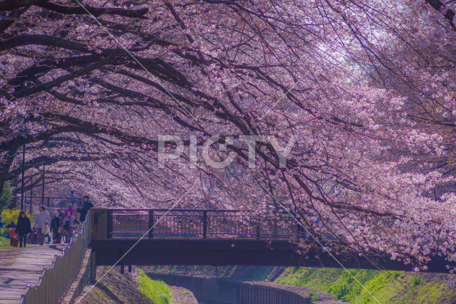 写真のタイトルが入ります