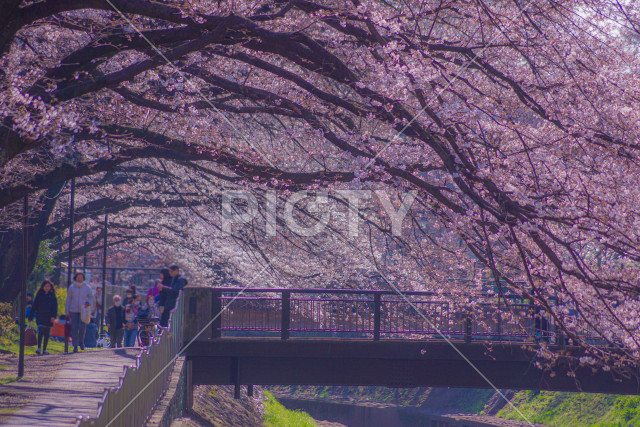 写真のタイトルが入ります