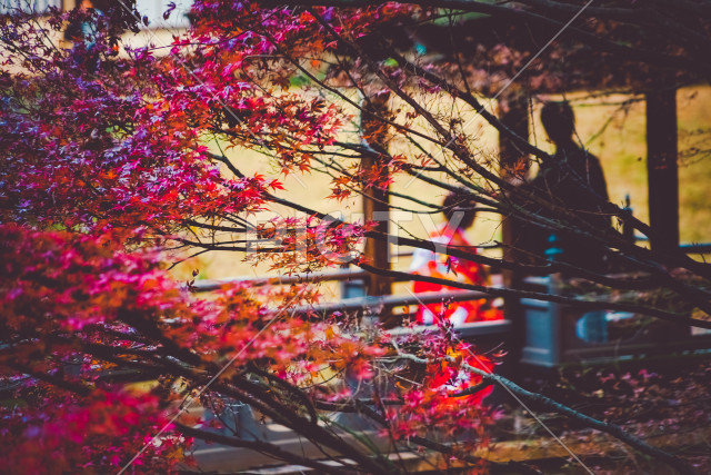紅葉と和装の二人