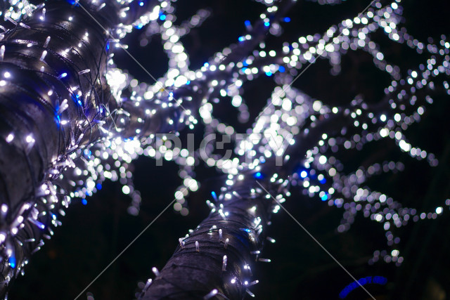 ストックホルムのクリスマスツリー