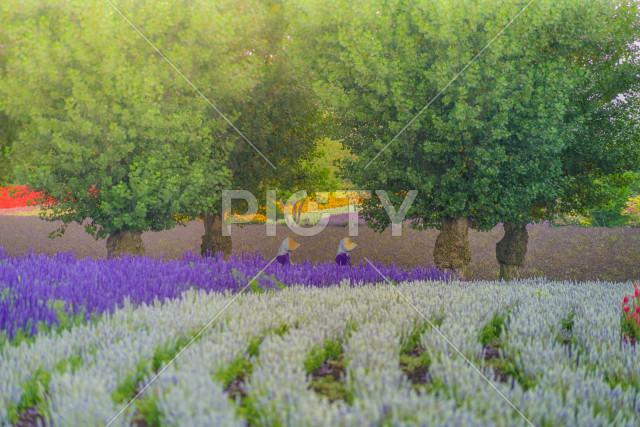 写真のタイトルが入ります