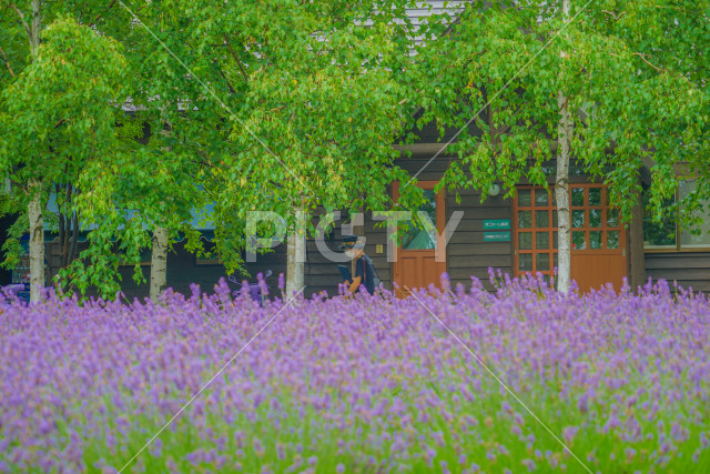 写真のタイトルが入ります