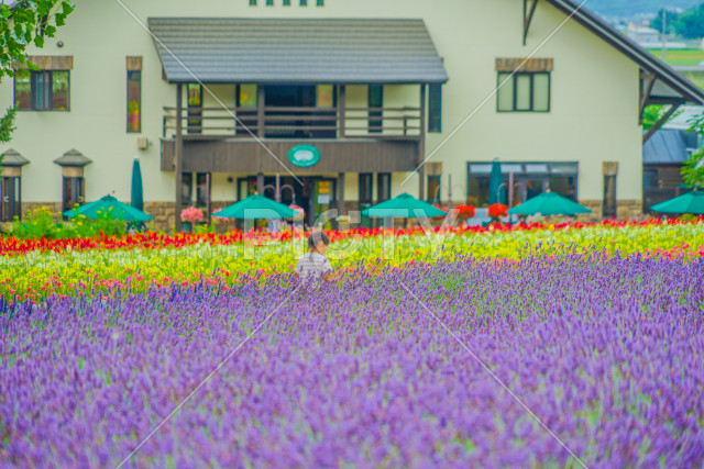 写真のタイトルが入ります