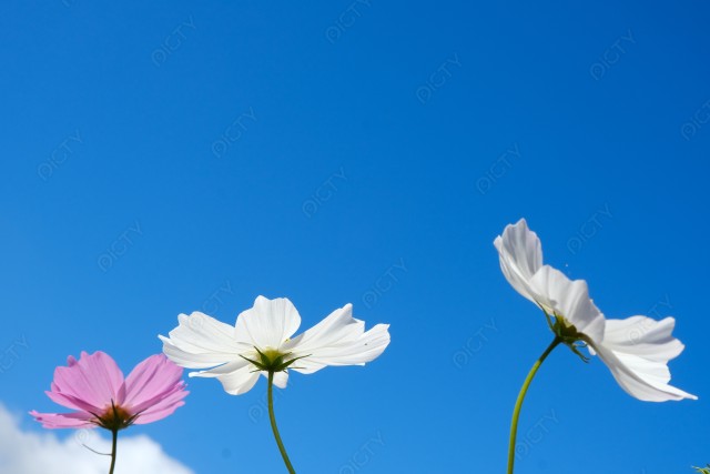写真のタイトルが入ります
