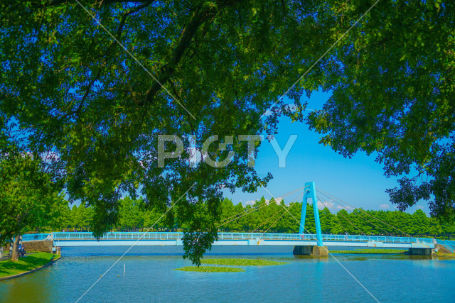水元公園の水元大橋