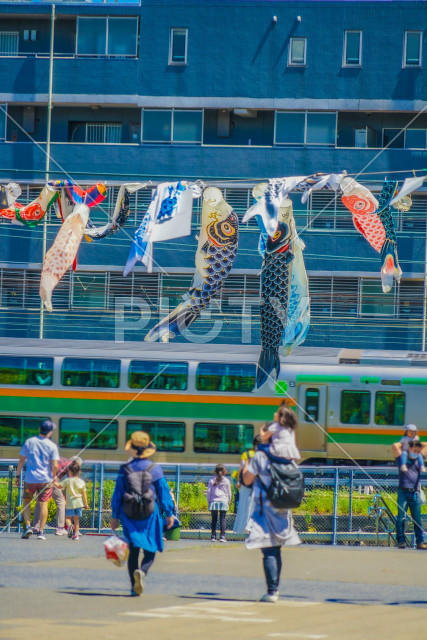 5月の鯉のぼり（反町公園）