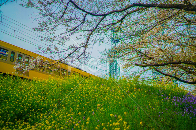 写真のタイトルが入ります