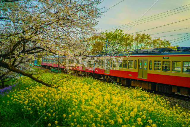 写真のタイトルが入ります
