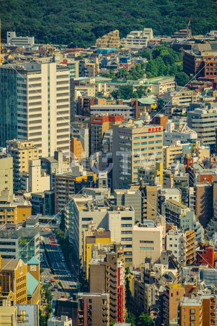 写真のタイトルが入ります