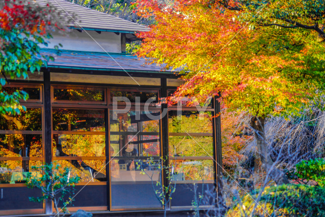 色鮮やかな紅葉と日本住宅