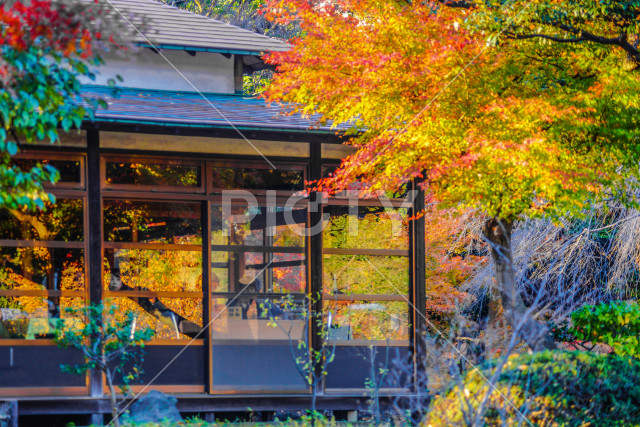 色鮮やかな紅葉と日本住宅