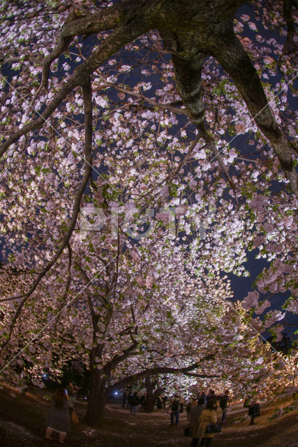 写真のタイトルが入ります
