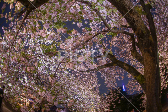 写真のタイトルが入ります