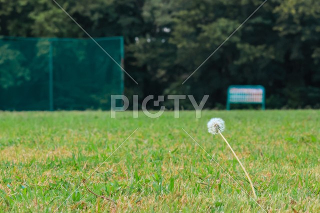 写真のタイトルが入ります