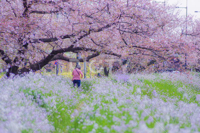 写真のタイトルが入ります