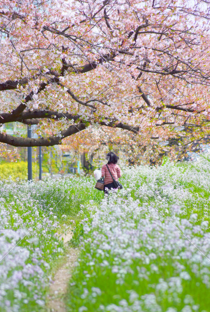 写真のタイトルが入ります