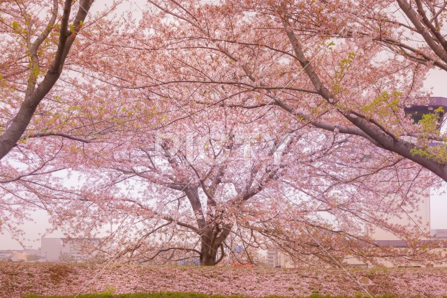 写真のタイトルが入ります