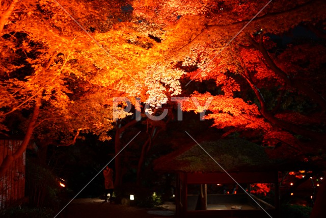 写真のタイトルが入ります