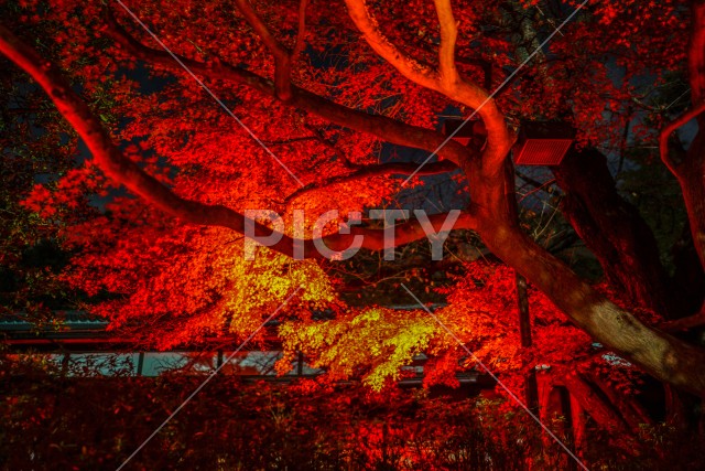 写真のタイトルが入ります