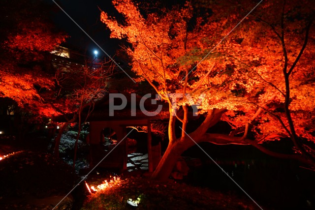 紅葉ライトアップされた日本庭園