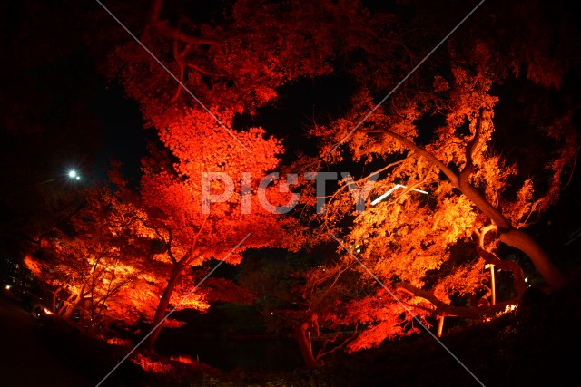写真のタイトルが入ります