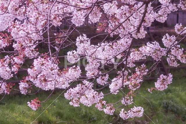 写真のタイトルが入ります
