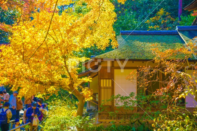 写真のタイトルが入ります