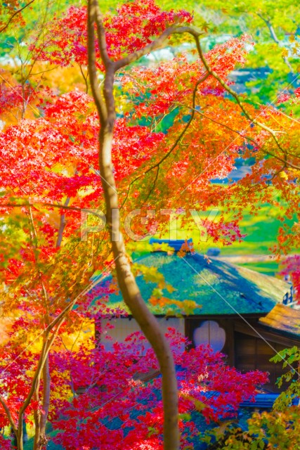 鮮やかな紅葉と日本家屋