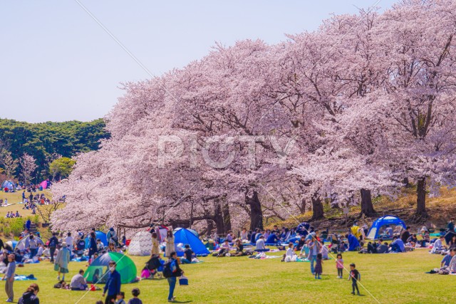本牧山頂公園の桜