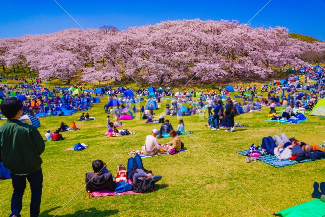 本牧山頂公園の桜