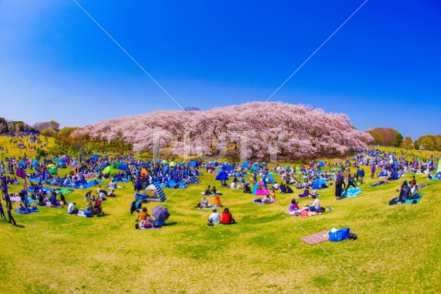 本牧山頂公園の桜
