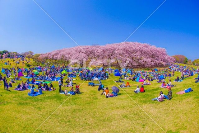 本牧山頂公園の桜