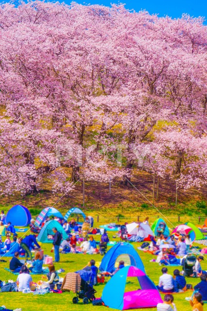 本牧山頂公園の桜