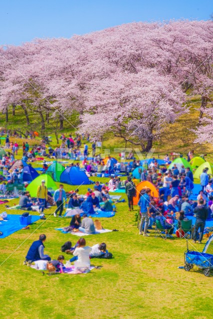 本牧山頂公園の桜