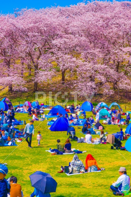 本牧山頂公園の桜
