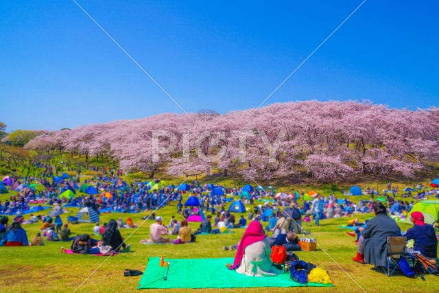 本牧山頂公園の桜