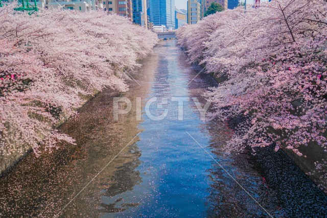 目黒川と満開の桜