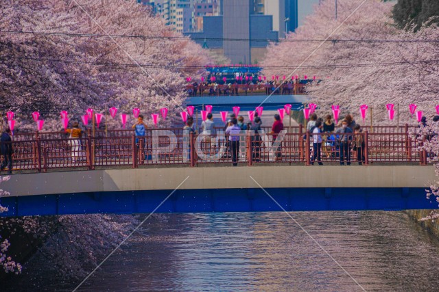 目黒川と満開の桜