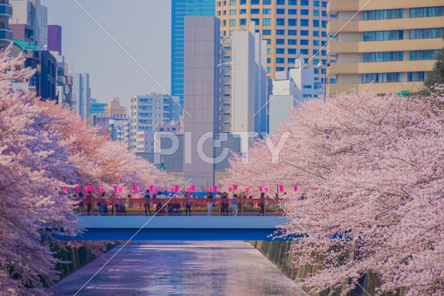 目黒川と満開の桜