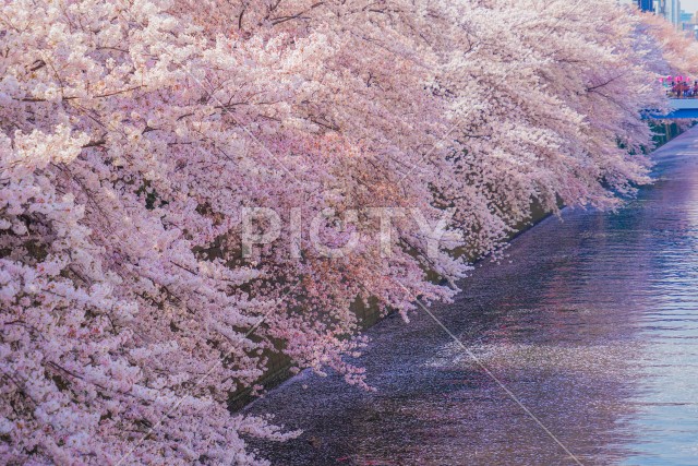目黒川と満開の桜