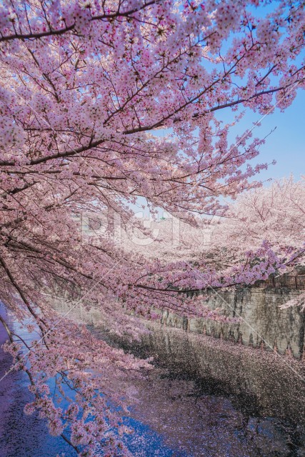 目黒川と満開の桜