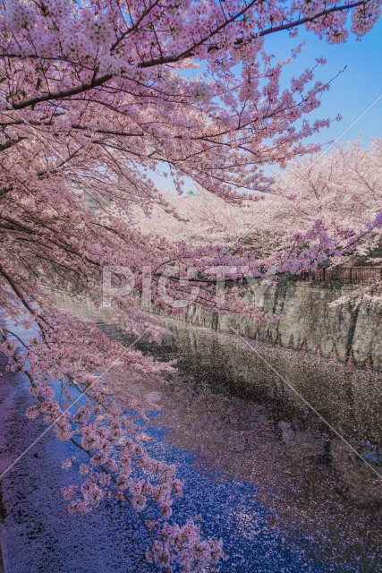 目黒川と満開の桜