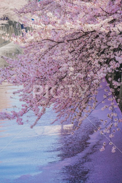 目黒川と満開の桜