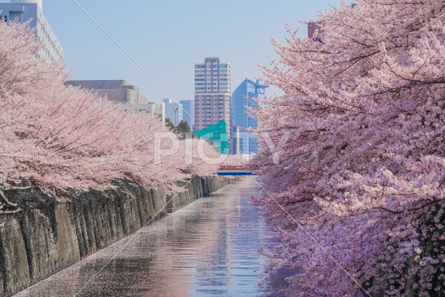 目黒川と満開の桜