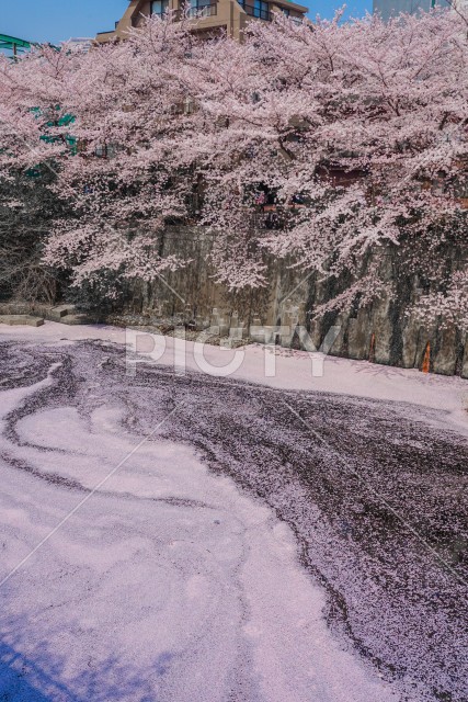目黒川と満開の桜