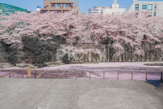 目黒川と満開の桜