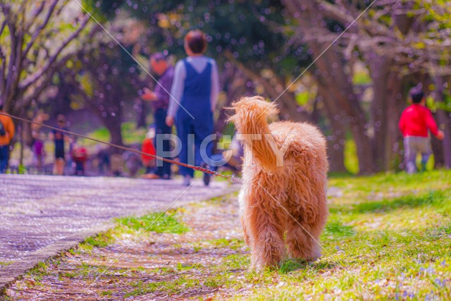写真のタイトルが入ります