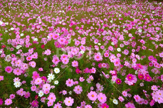 写真のタイトルが入ります