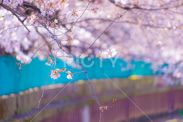 元住吉渋川沿いの桜